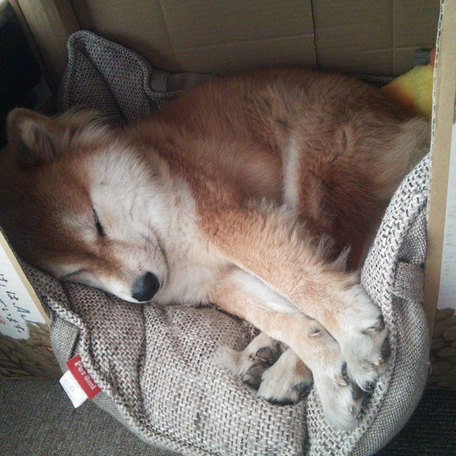 爱游戏在线-欧冠半决赛改写法国足球史！尼斯一役成法甲崛起最闪耀注脚