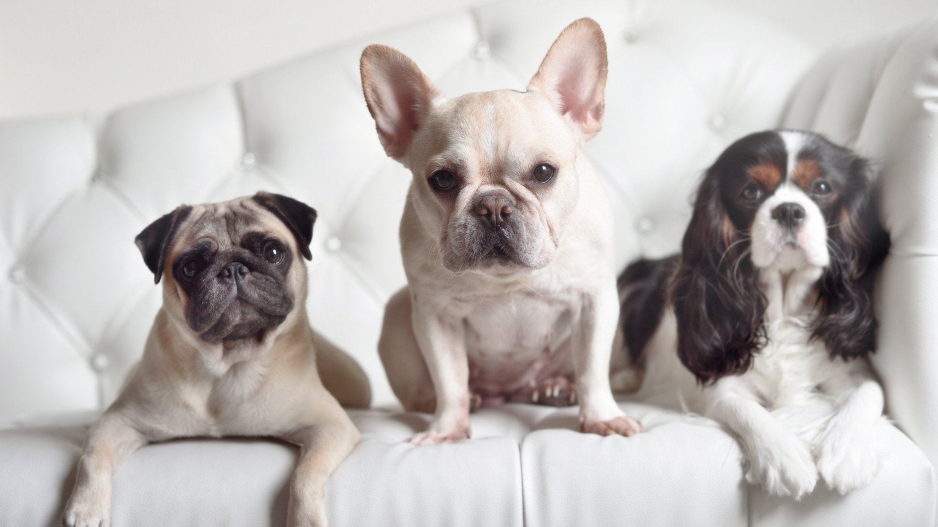 爱游戏体育-冬夜双星，当奥地利风雪中粉碎王权，亚平宁暖光里升起新神