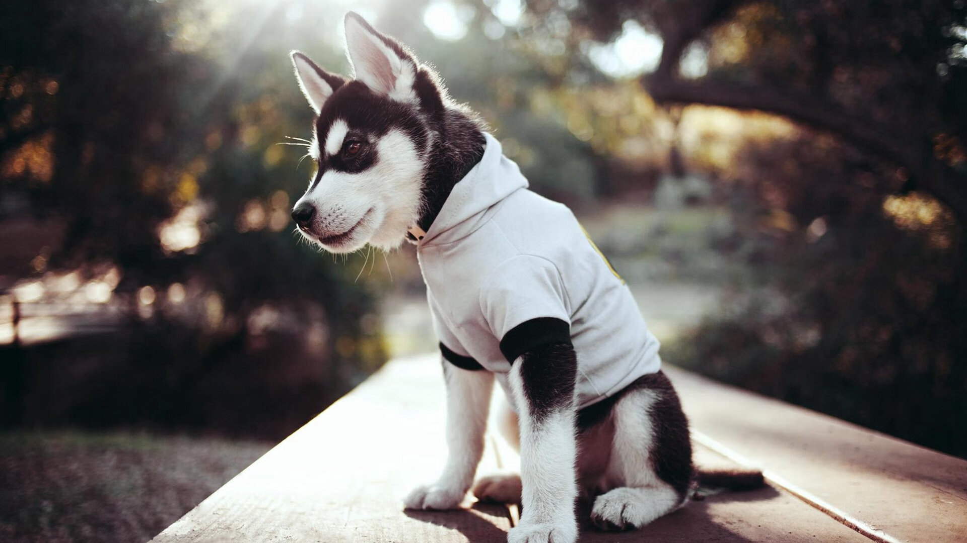 爱游戏在线-从罪人到英雄，年度焦点之战，富安健洋的救赎之夜