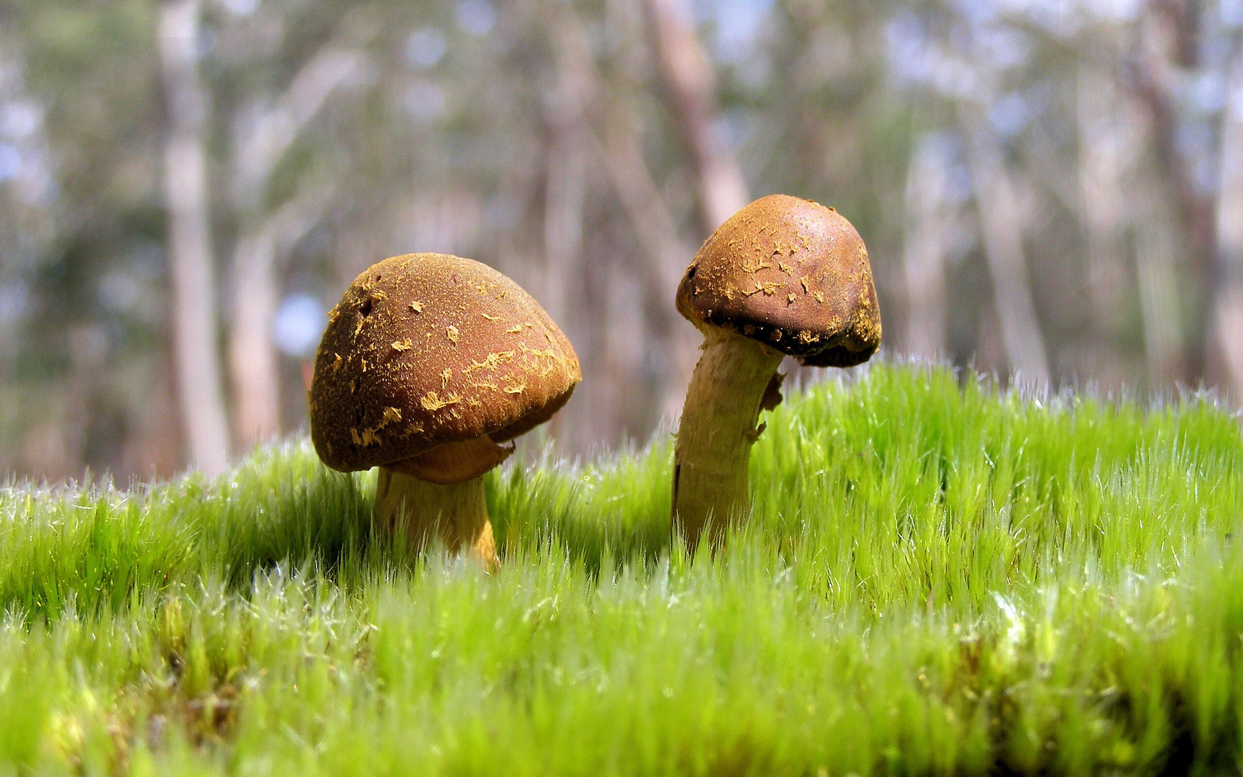 爱游戏官方入口-雨幕霓虹，解密霍勒迪如何化身F1新加坡街道赛的极光幽灵