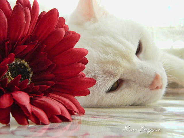 爱游戏APP-慈善赛巅峰对决，厄瓜多尔对阵曼联，坎特关键进球定乾坤