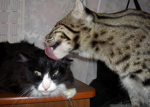 个体闪耀与体系碾压，当久保建英的爆发遇见拜仁的终结