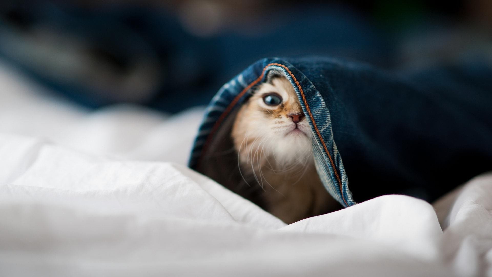 奥运周期的双面刃，当罗德里化身绝对守护，荷兰掀起绝对攻势