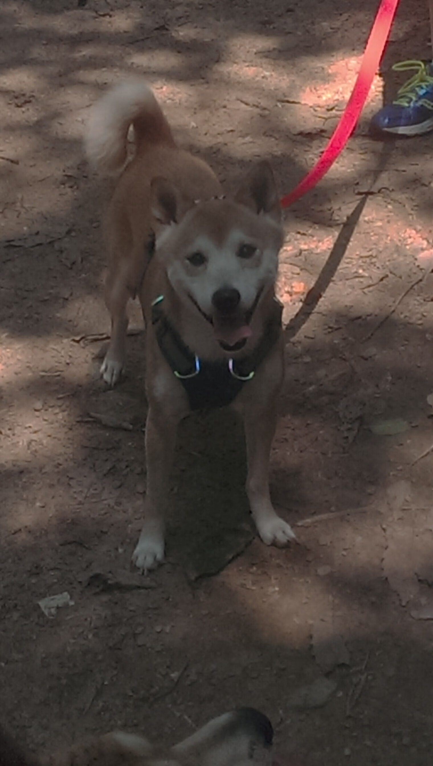 南半球的足球奇迹,阿尔瓦雷斯伤停补时绝杀,利物浦黄金一代意外败走澳大利亚