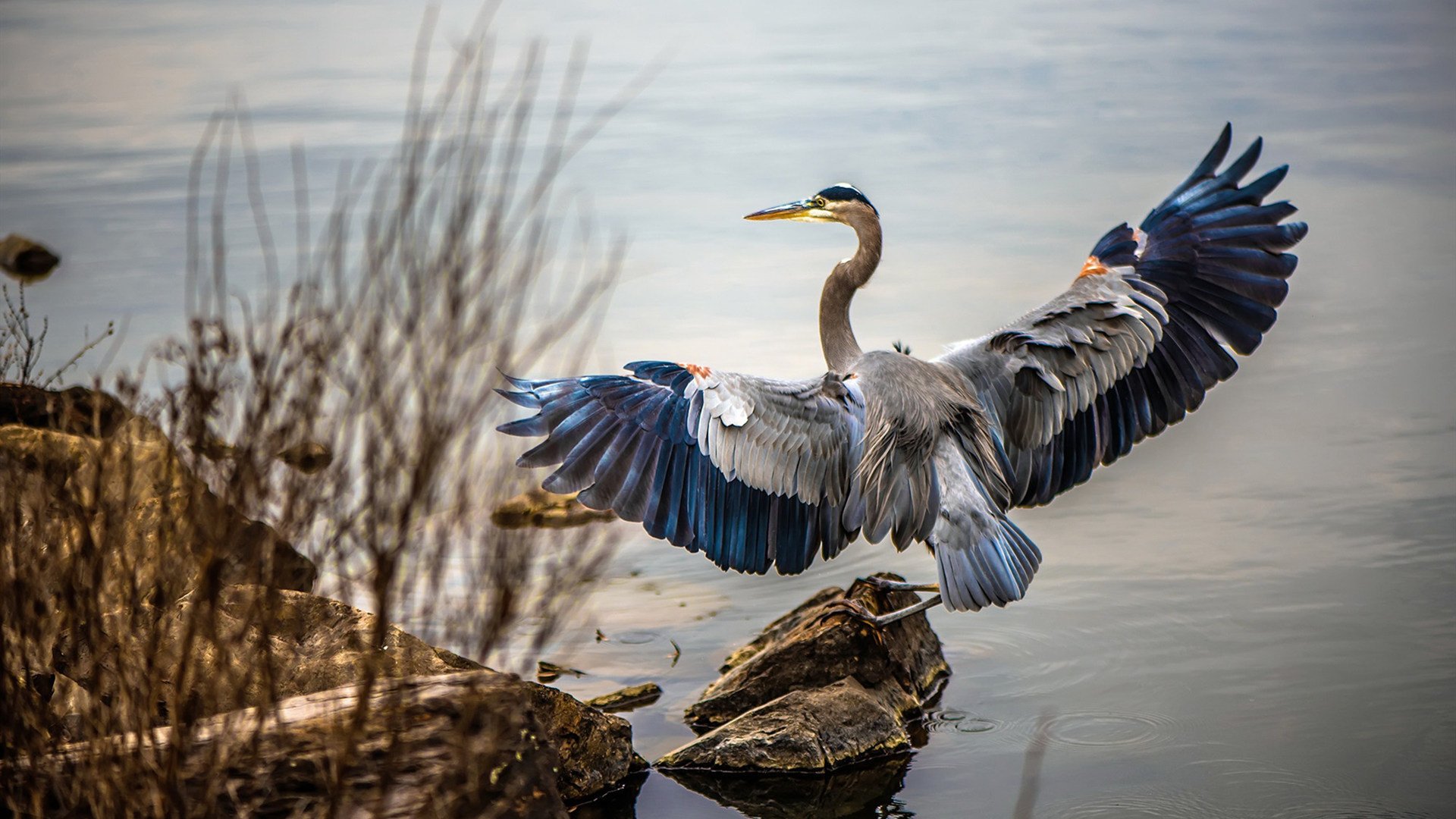 速度与激情的双重奏，F1揭幕战与巴黎火力压制那不勒斯的战略交响曲