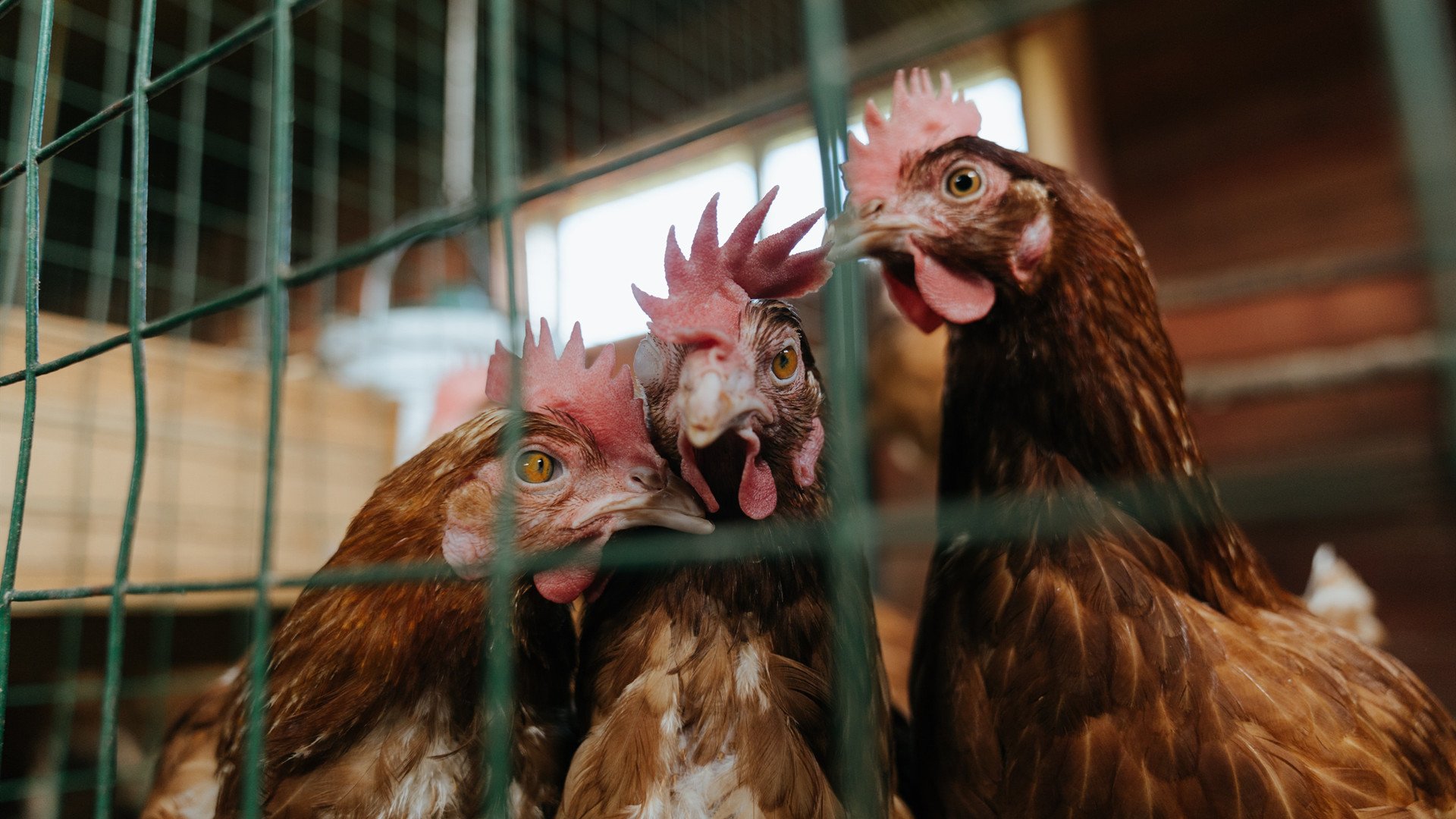 以静制动,福克斯冷静一剑封喉,鹈鹕喧嚣攻势惨遭冰封