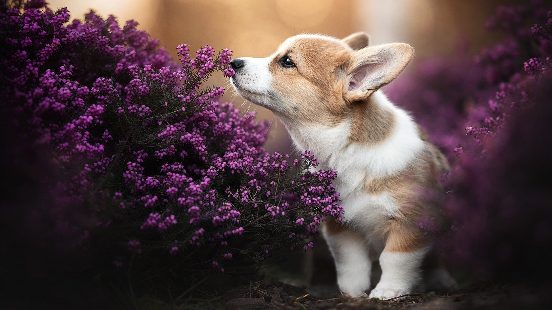 爱游戏-足球双线风暴，尼日利亚客场带走牙买加，金玟哉持续制造杀伤彰显全能价值