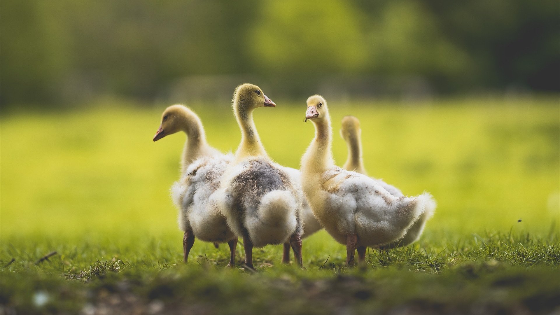 铁血征伐与神祇时刻,当尼克斯的铁蹄踏过菲尼克斯,伦纳德的抢七神迹照亮不朽的启示录