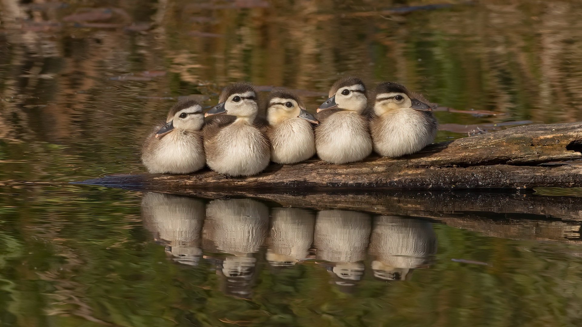 纽约重演马拉卡纳，迪马利亚的阿根廷式进球，让委内瑞拉险胜不朽的AC米兰