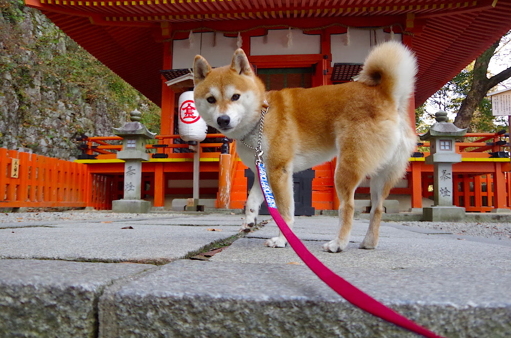 钢索上的交响,布雷默在东决之夜以呼吸般精准的统治力,书写生死战的孤独美学