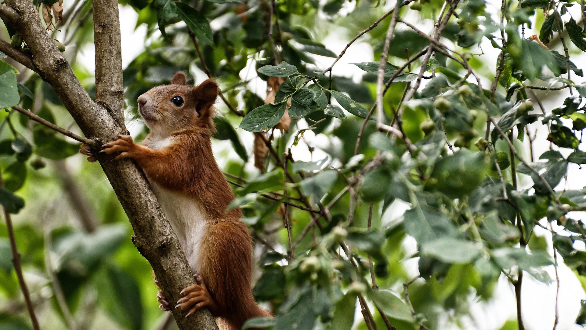 唯一性经典,奥纳纳冠军级表现引领挪威惊天翻盘澳大利亚