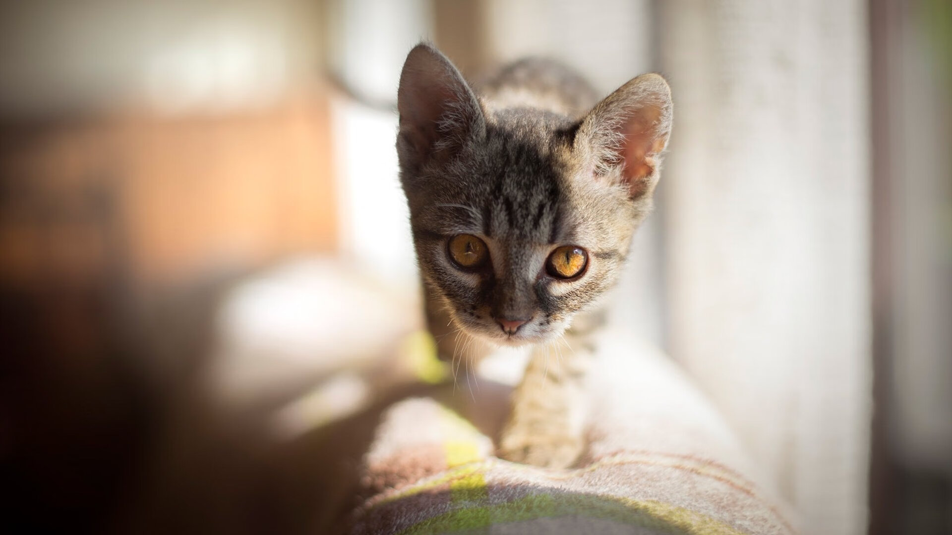 爱游戏大厅-内线霸主！小贾伦暴力美学撕碎铁桶阵 吉林队再展铁血终结步行者连胜梦