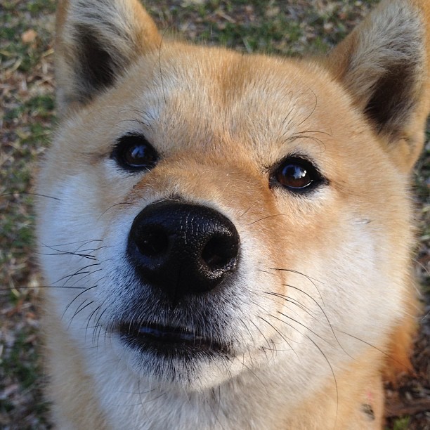 爱游戏下载-唱片密纹，人声与引擎的共振