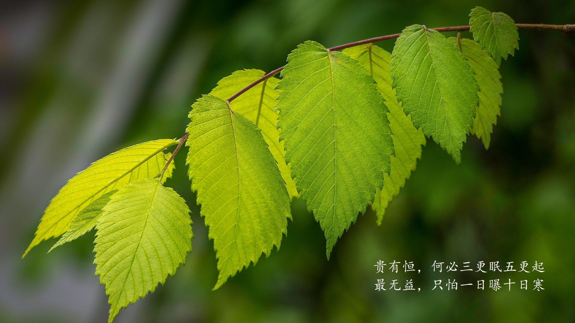卡萨布兰卡的黄昏，当费利克斯的左脚划破北非之盾